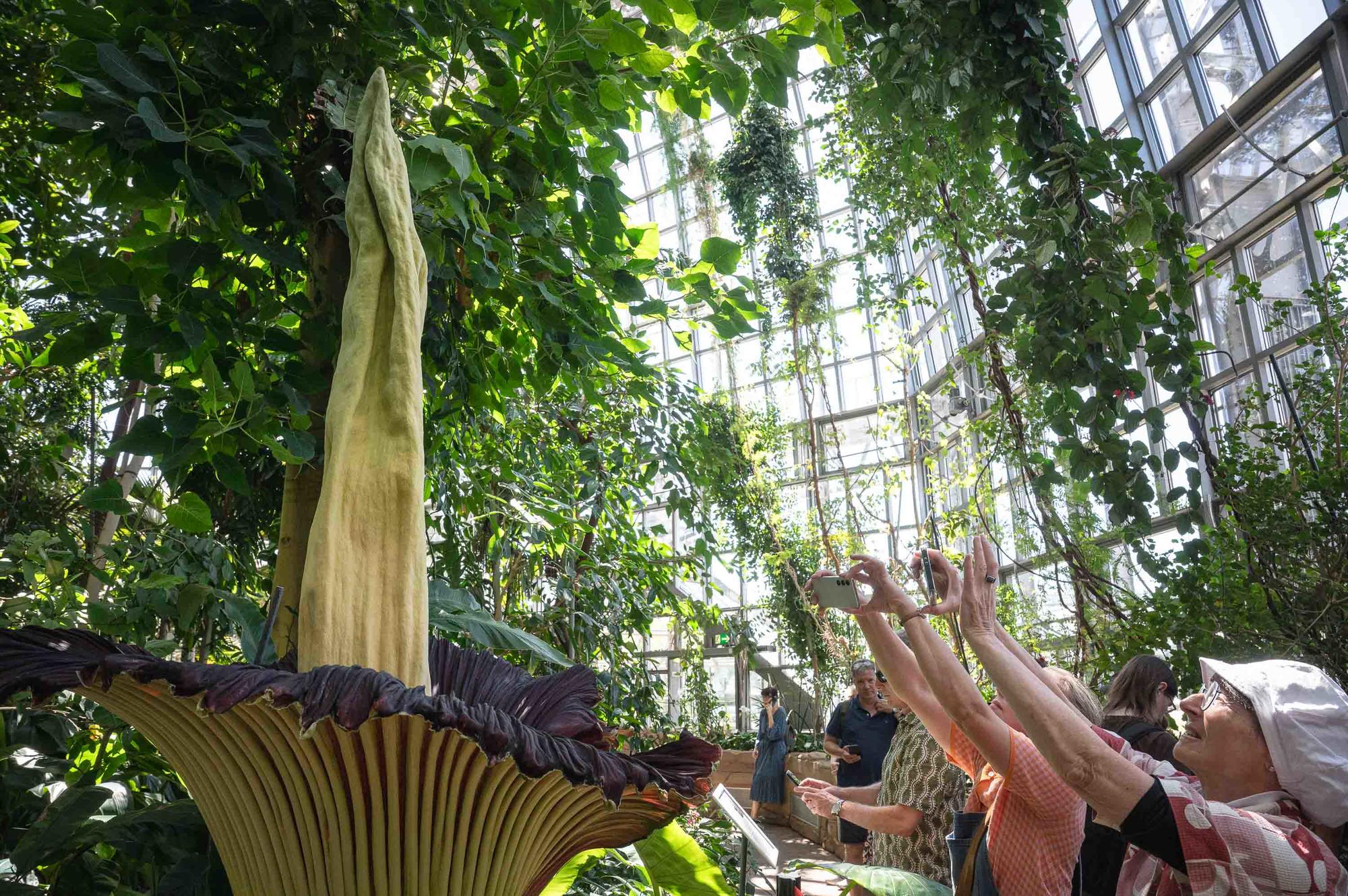 Der Titanenwurz, eigentlich in Indonesien beheimatet, blüht nur selten.