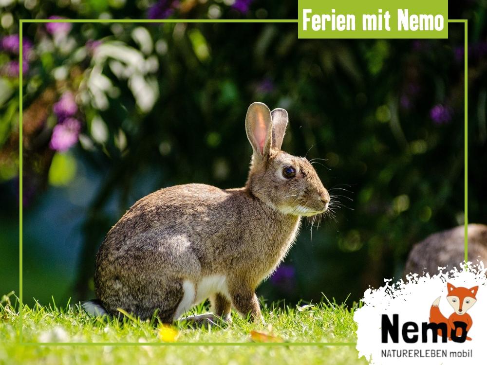 Copyright Foto: Pixabay