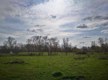 Lichterfelder Weidelandschaft