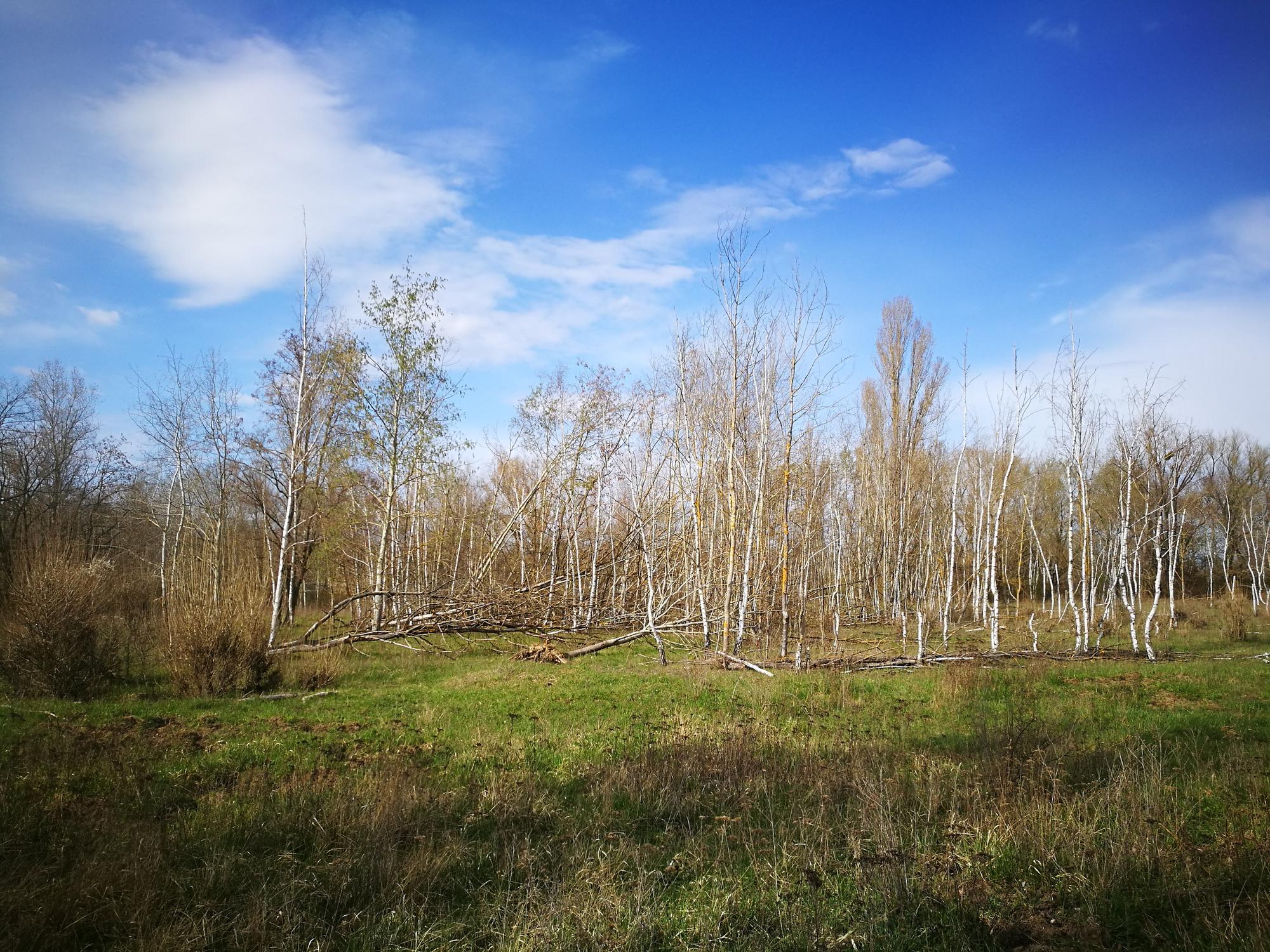 Lichterfelder Weidelandschaft