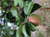 Der erste Apfel!