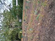 2. Runder Gartentisch Schul- und Kitagärten - naturnah, ökologisch, klimaangepasst