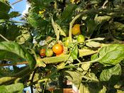 Beim 2. Runden Gartentisch Schul- und Kitagärten am 17. September 2025