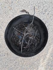 Beim Runden GartenTisch Kleingartem am 15. Juli 2025