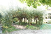 Biesalski-Schule