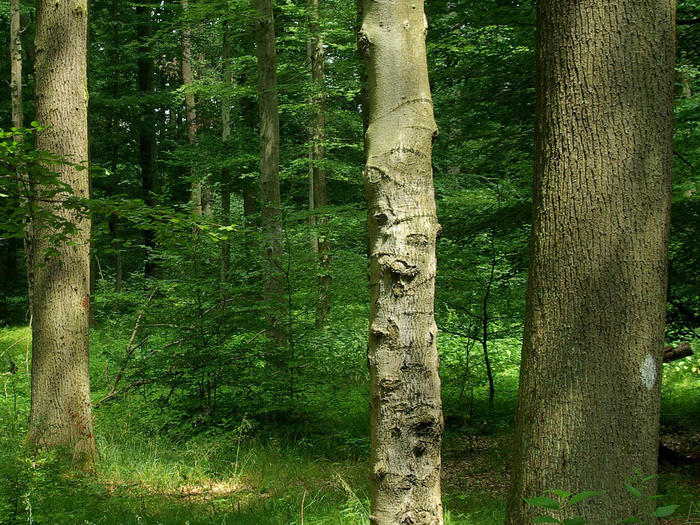 Mischwald