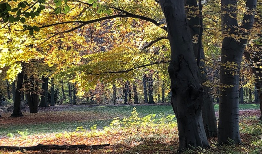 Newsletter Herbst