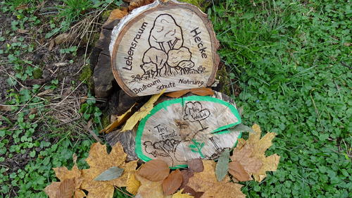 Foto Tiny Forest
