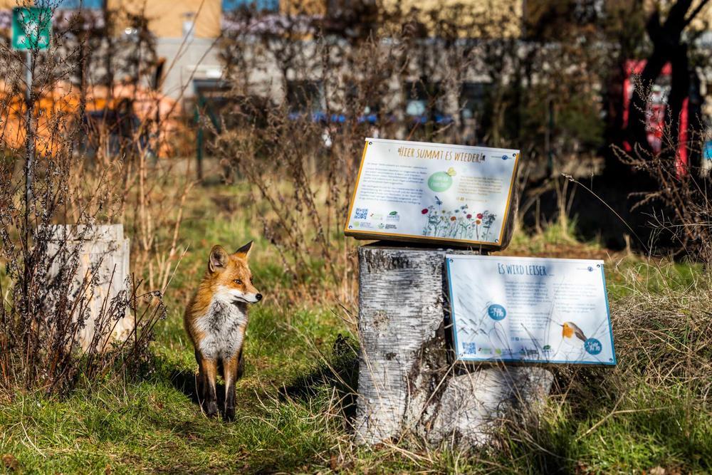 Ab und an lässt sich ein Fuchs auf einer der Blühwiesen des Universitätscampus blicken. Bildquelle: Rolf Schulten