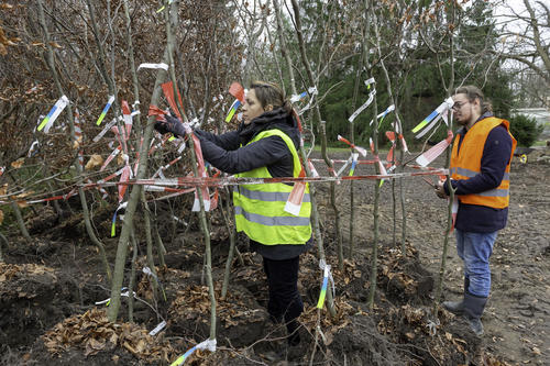Markierung der Rotbuchen für ihren Umzug in den Grunewald