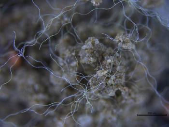 Tiny fibres of poleyster in the soil