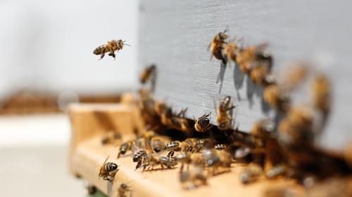 BIENEN, BIODIVERSITÄT UND URBANE NACHHALTIGKEIT