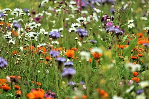Blumenwiese