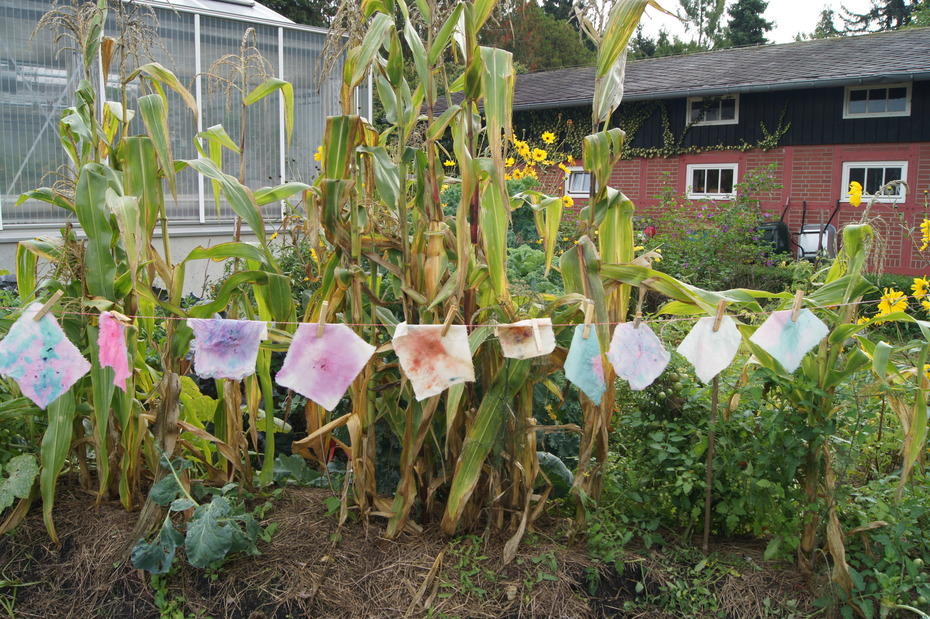 Workshop: Färberwerkstatt - Farben aus der Natur selber herstellen