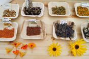 Workshop: Färberwerkstatt - Farben aus der Natur selber herstellen