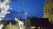 Botanische Nacht 2019