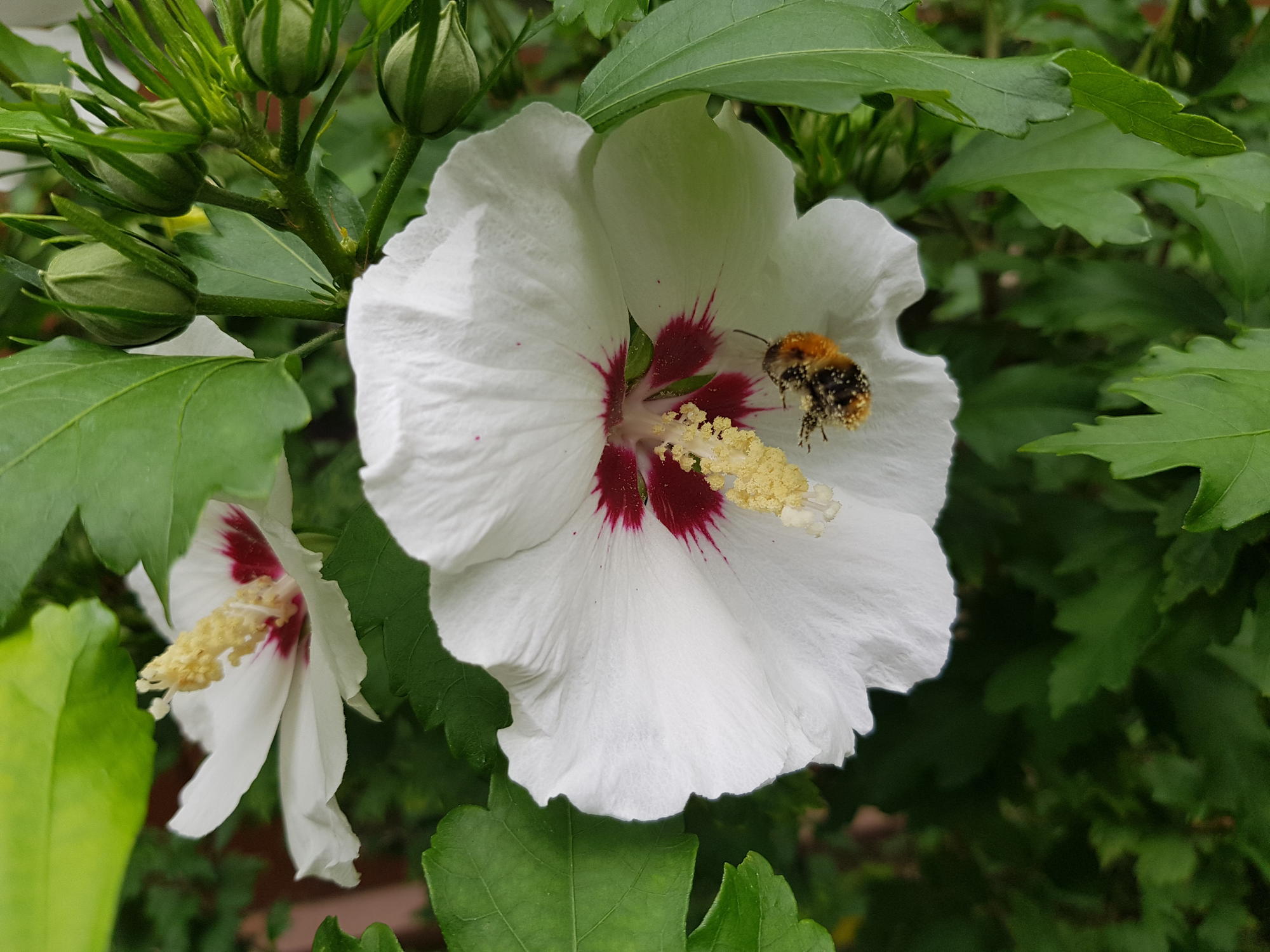 Bibliotheksgarten01