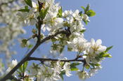 Mitmachlabor Apfelwiese