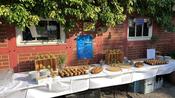 Veganes Bio-Catering von Kernvoll