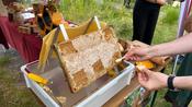 Süße Kostprobe der eigenen Ernte am Wild- und Honigbienenstand:  Frischer Honig dieser Saison direkt aus der Wabe