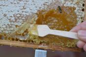 Süße Kostprobe der eigenen Ernte am Wild- und Honigbienenstand:  Frischer Honig dieser Saison direkt aus der Wabe