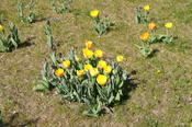 Blumenpflanzaktion 2015