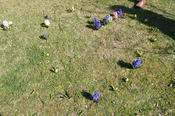 Blumenpflanzaktion 2015