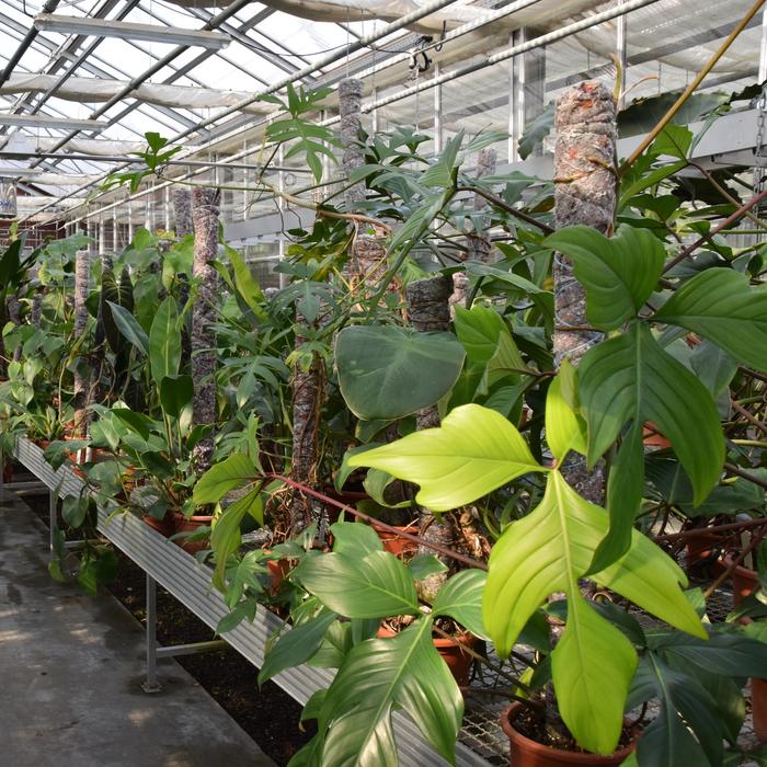 Philodendron Forschungssammlung