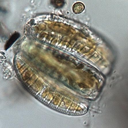 Epithemia Adnata